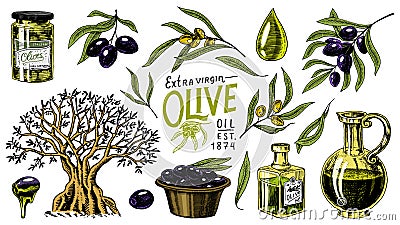 Set of Olive oil and branch of trees. Organic vegetarian product in bottle. Green plant for healthy diet. Black fruit Vector Illustration