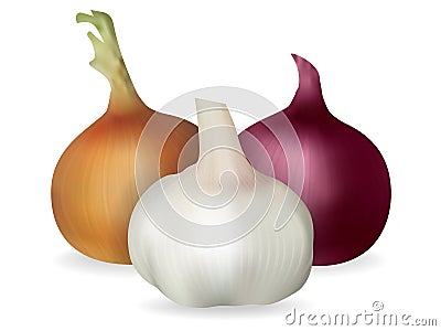 Onion, garlic. Isolated image. Realistic style. Vector Illustration