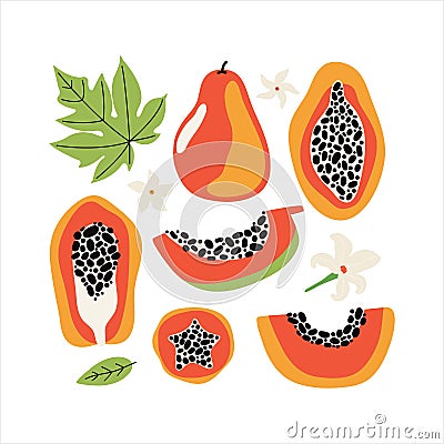 Set orange papaya with leaves and flowers. Collection hand drawn whole and sliced fruit of tropical fruit with flesh, seeds. Cartoon Illustration