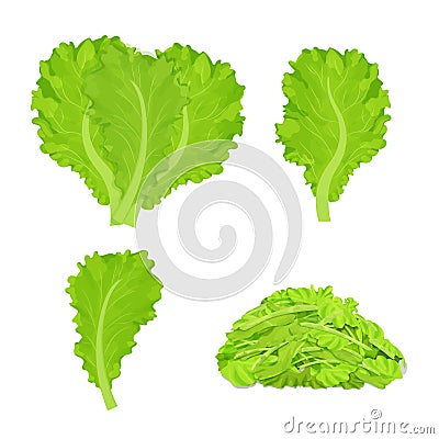 Set os lettuce leaves, chopped pieces, detailed drawing in bright cartoon style isolated on white background. Raw vegetable, herbs Cartoon Illustration