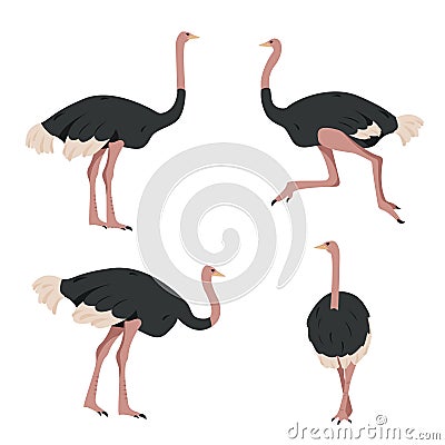 Set of Ostrich birds. Gray African big ostriches in different poses Vector Illustration