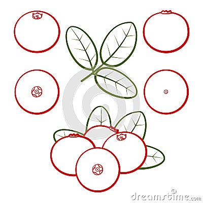 Set of outline berries of red cranberries Vector Illustration