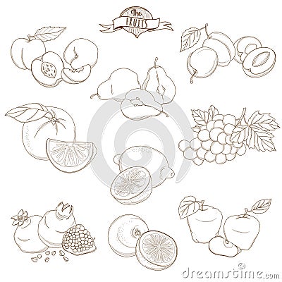 Set of Outline hand drawn fruits with leaves( apple, pear, apricot, plum, orange, lemon, grape, pomegranate, grapefruit, peach) Vector Illustration