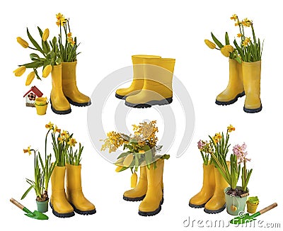 Set 6 pair of yellow gumboots and daffodils, tulips, mimosa iso Stock Photo