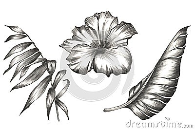 Set of palm and banana leaves with tropical flowers. Tropical design in pencil Cartoon Illustration