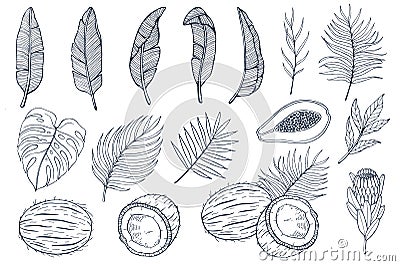 Set with palm leaves and exotic fruits papayas, coconuts and exotic flovers, banana leaves. Hand drawn vector Vector Illustration
