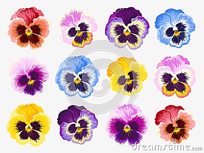 Set of pansy flowers Vector Illustration