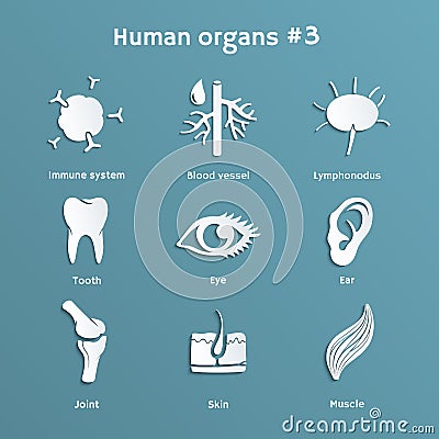 Set of paper icons with human organs and systems Vector Illustration