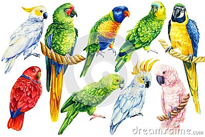set of parrots, birds on an isolated white background, watercolor illustration, hand drawing Cartoon Illustration