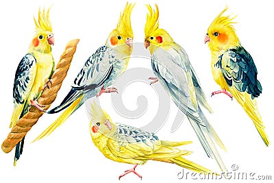 Set of parrots on isolated background, cockatiel parrot, hand drawing. Watercolor tropical birds Cartoon Illustration