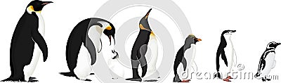 Set of penguins: Magellanic, Chinstrap, Macaroni, Emperor and King penguin Vector Illustration