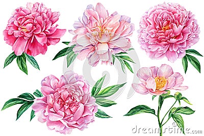 Set Peonies flowers and leaves isolated on white background, floral design elements, watercolor drawing Cartoon Illustration