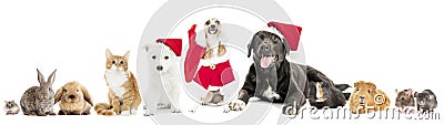 Set pet in a Christmas hat Stock Photo