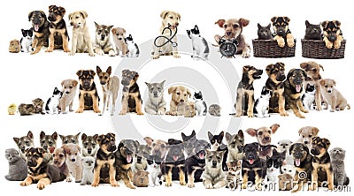 Set of pets Stock Photo