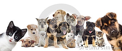 Set of pets Stock Photo