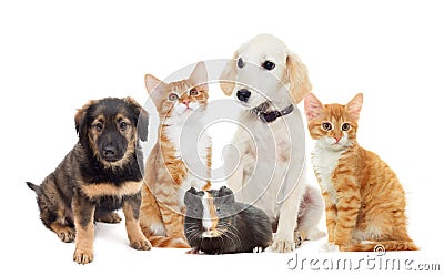 Set pets Stock Photo