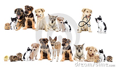 Set pets Stock Photo