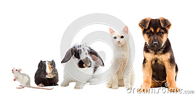 Set pets Stock Photo