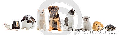 Set pets Stock Photo