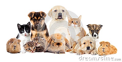 Set pets Stock Photo