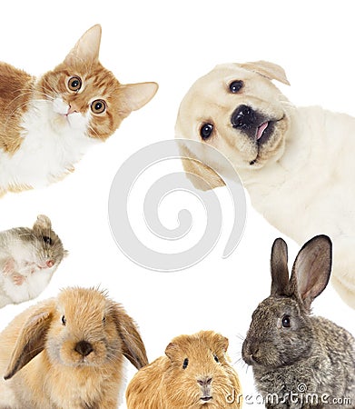 Set of pets Stock Photo