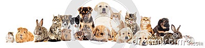 Set pets Stock Photo