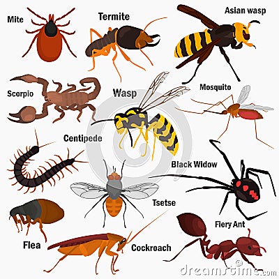 Set pf dangerous insects with their names color flat icons Vector Illustration