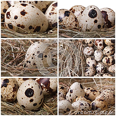 Set of photo many quail eggs in hay Stock Photo
