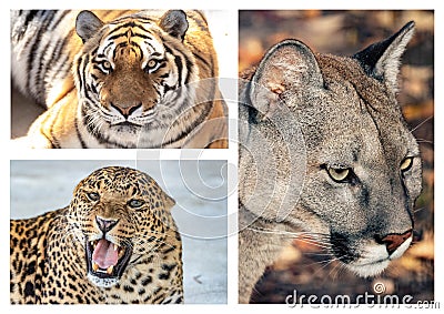 Set of photos of beautiful big cats. Puma, leopard, tiger. Panthera tigris, Puma concolor, Panthera pardus. Editorial Stock Photo