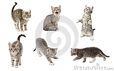 Set of photos of a cute little grey color playful kitten isolate Stock Photo