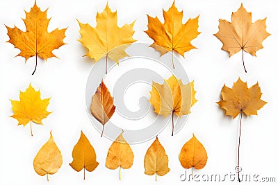 Set of photos of leaves, autumn, various types of leaves, white background, many colors, dry leaves.Generative AI Stock Photo