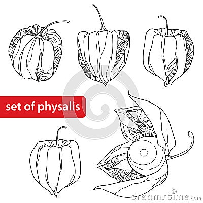 Set of the Physalis or Cape gooseberry isolated on white background Vector Illustration