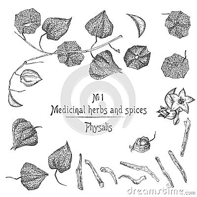 Set of Physalis hand drawn patterns with berries, lives, and branch in black color on white background. Retro vintage graphic Vector Illustration