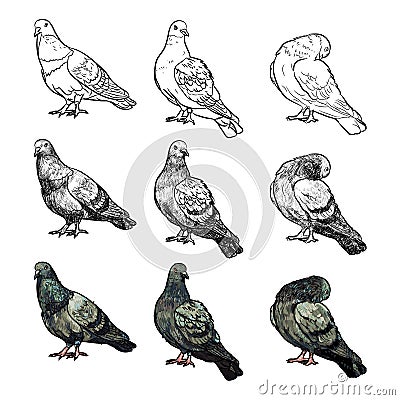 Set of pigeons on three pose and styles Vector Illustration