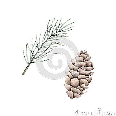 Set of pine branch and cones. Watercolor cone and twig of conifers evergreen tree. Hand drawn botanical illustration Cartoon Illustration