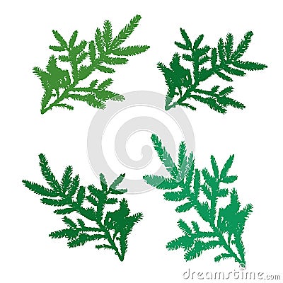 Set of pine branches for design, silhouette on white background, Vector Illustration