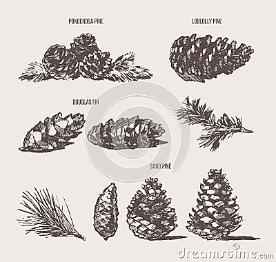 Set pine cones design elements drawn vector sketch Vector Illustration