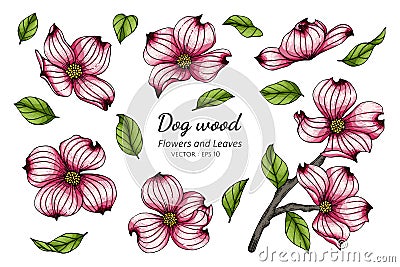 Set of pink dogwood flower and leaf drawing illustration with line art on white backgrounds Vector Illustration