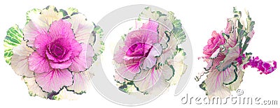 Set of pink-green decorative cabbage flowers isolated on white Stock Photo