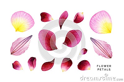 Set of pink petals. Rose, peony and clematis. Cartoon Illustration
