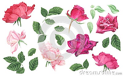 Set of pink and red roses and leaves, watercolor painting Cartoon Illustration