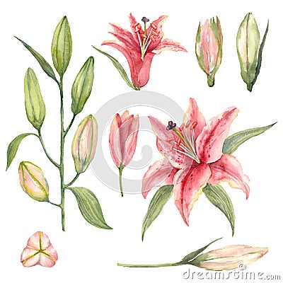 Set of Pink Stargazer Lilies and lily buds on a white background Cartoon Illustration