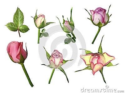 Set pink-white roses on a white isolated background with clipping path. No shadows. Bud of a rose on stalk with green leaves. Stock Photo