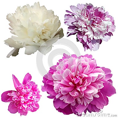 Set of 4 pions of different colors. White, pink and lilac peonies on a white background Stock Photo