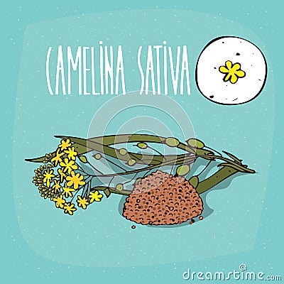 Set of plant Camelina sativa flowers herb Vector Illustration