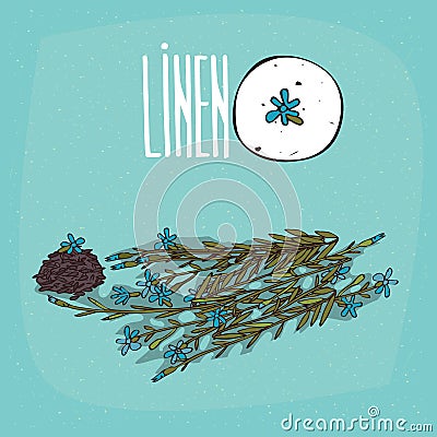 Set of plant Linen flowers herb Vector Illustration