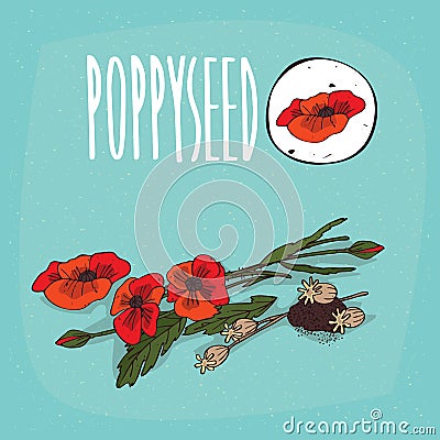 Set of plant Poppyseed flowers herb Vector Illustration