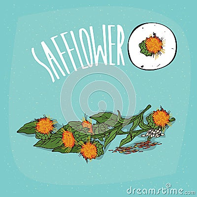 Set of plant Safflower flowers herb Vector Illustration