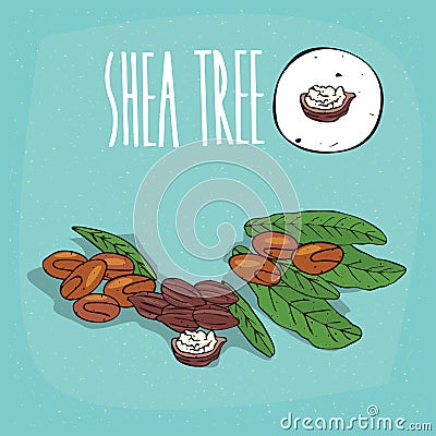 Set of plant Shea tree nuts herb Vector Illustration