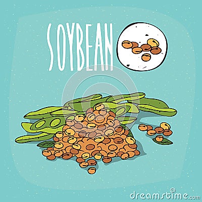 Set of plant Soybean beans herb Vector Illustration